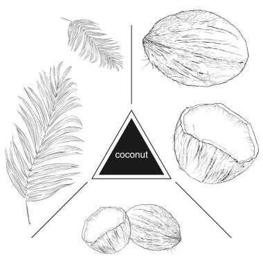 Tropikal meyve kümesi: hindistancevizi ve yaprakları. Vintage tarzı. El