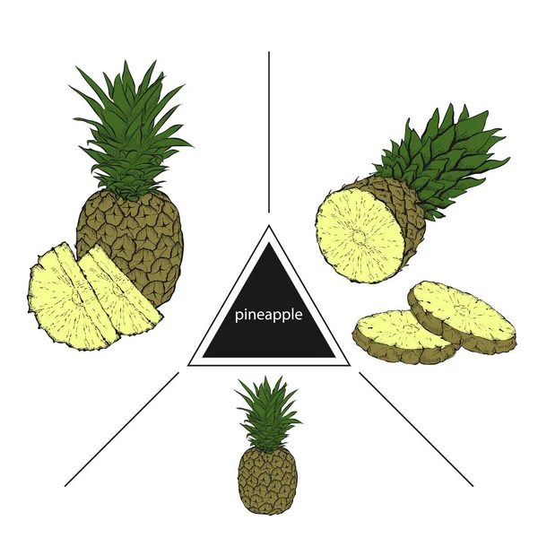 Set tropischer Früchte: Ananas, Ananasscheiben. Weinlese — Stockvektor
