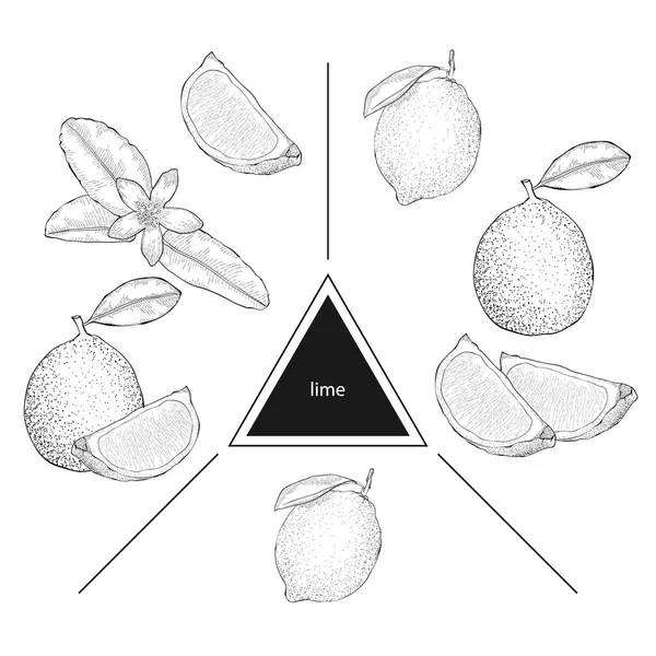 Meyve kümesi: kireç, kireç dilimleri ve kireç çiçek. Vintage tarzı.