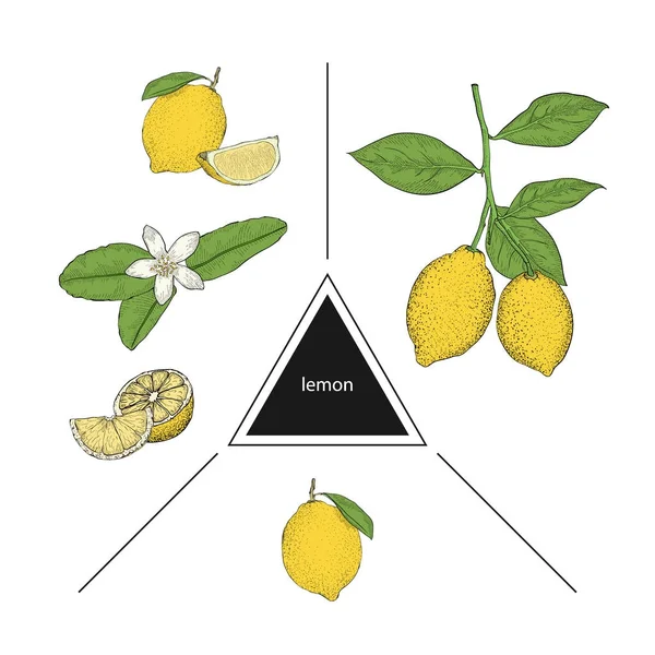 Набор фруктов: лимоны на ветке, лимонный цветок и ломтики лимона — стоковый вектор