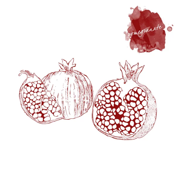 Een hele granaatappel en een stuk van rijpe granaatappel op een witte b — Stockvector