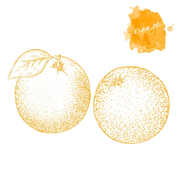 Dva pomeranče s listy. Ručně kreslenou sklizeň skica sada. Engrav — Stockový vektor