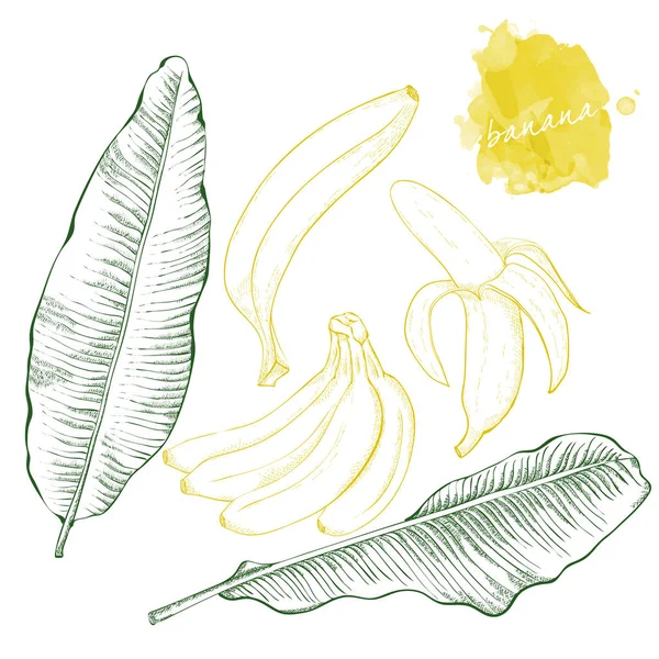Bananenbladeren en bananen. Hand getrokken oogst schets set. TECD — Stockvector