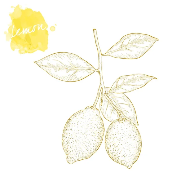 Twee rijpe sappige citroen op een tak met bladeren. Hand getrokken harves — Stockvector