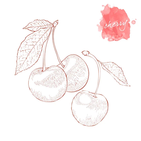 Cerejas vermelhas maduras: duas cerejas e uma cereja com uma folha. Mão — Vetor de Stock