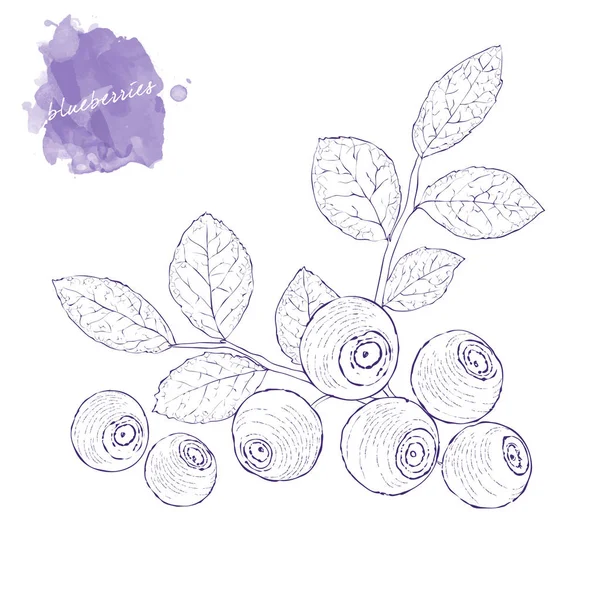 Mirtilos maduros em um ramo com folhas. Ske colheita desenhada à mão — Vetor de Stock