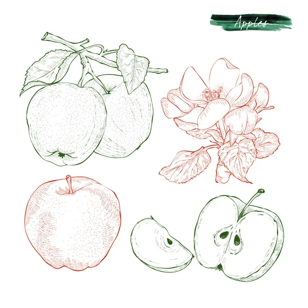 Stukken van appels en twee appels op een tak. De apple tree bloo — Stockvector