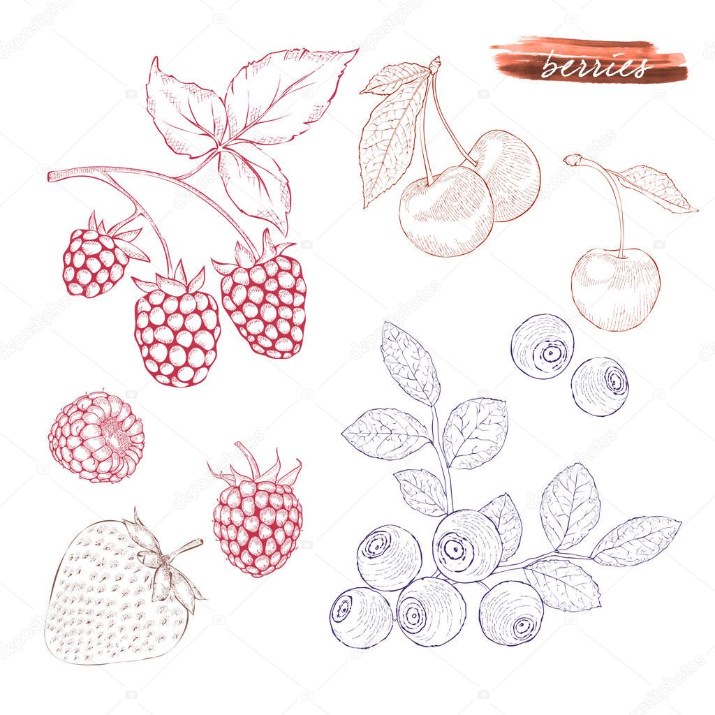 A set of berries: raspberries, blueberries, strawberries and che