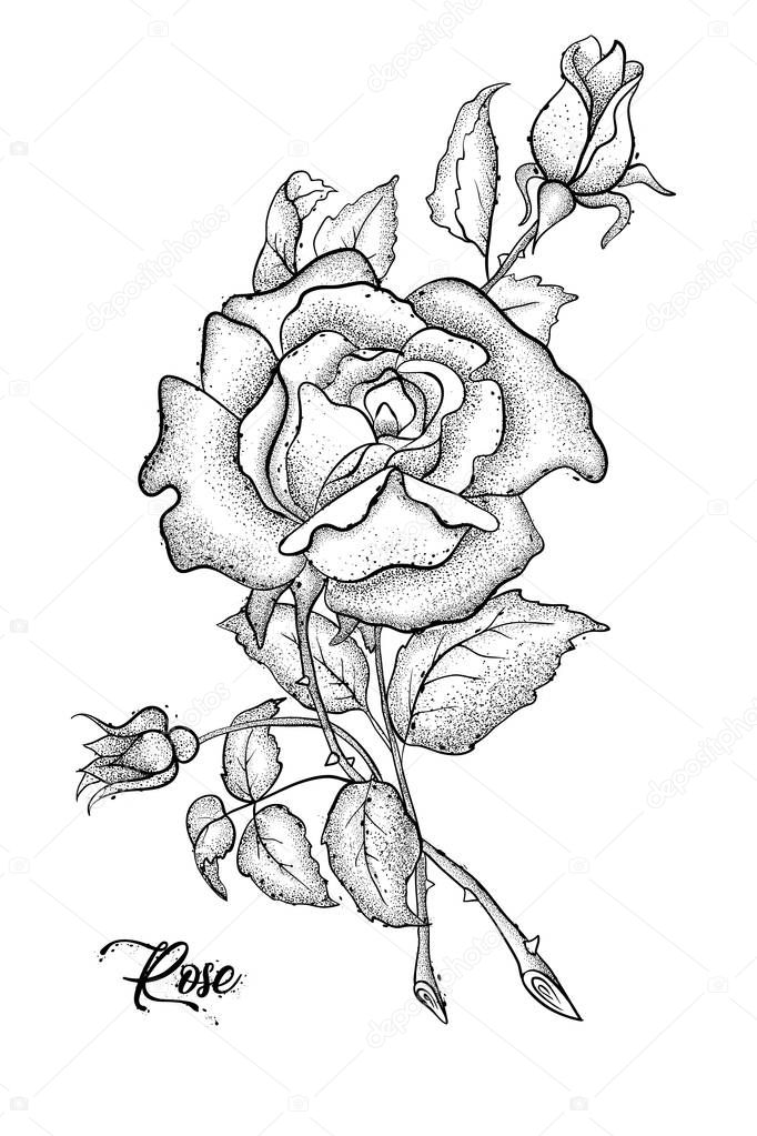 Hand drawn rose vector, etch style, roses and leaves at engravin