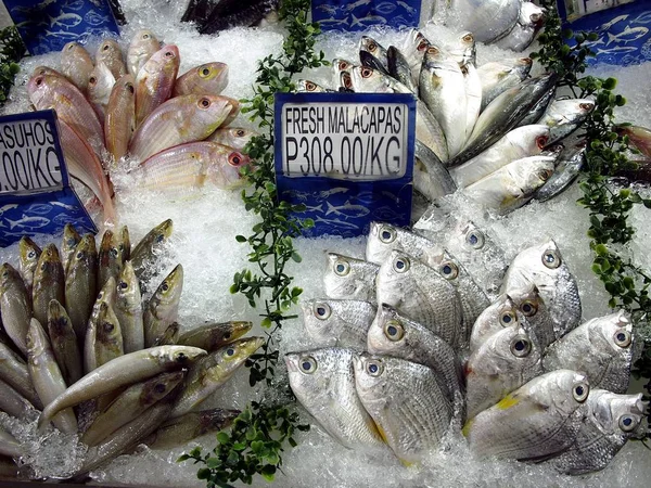 Uma variedade de peixe cru fresco e frutos do mar à venda em um supermercado . — Fotografia de Stock