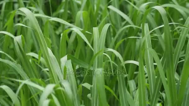 Blades rumput bergoyang dengan angin — Stok Video