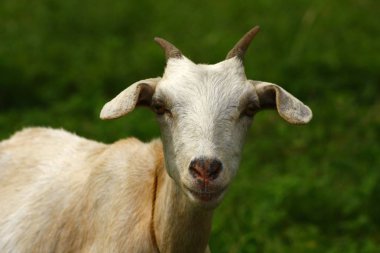 bir alanda çim yeme keçi