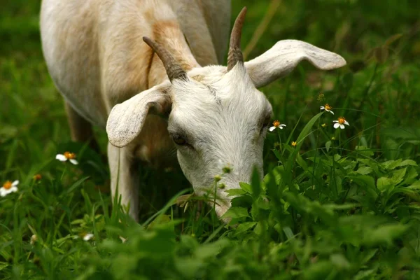 Cabra comiendo hierba en un campo —  Fotos de Stock