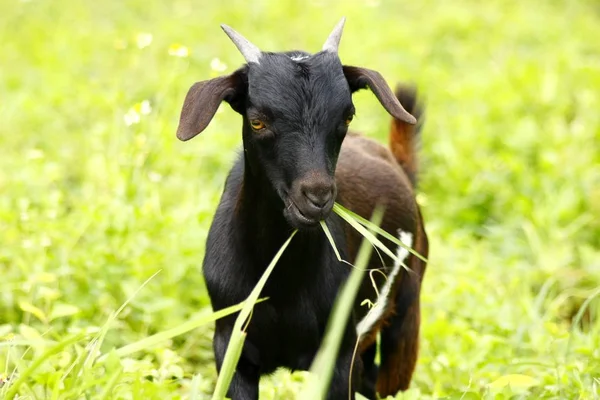 Koza jedzenia trawy w polu — Zdjęcie stockowe