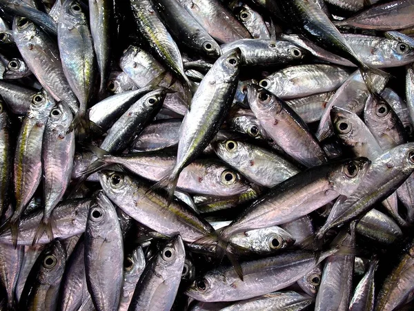 Manojo de pescado crudo fresco —  Fotos de Stock
