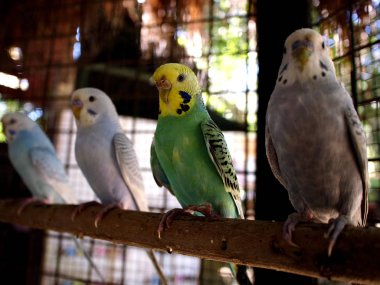 Bir ağaç dalı üzerinde tünemiş parakeets