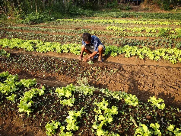 Un fermier plantează varză de salată la o fermă de legume . — Fotografie, imagine de stoc
