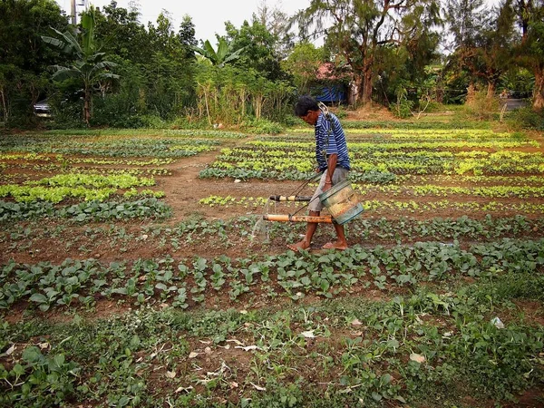 Un fermier apără plante vegetale la o fermă de legume . — Fotografie, imagine de stoc