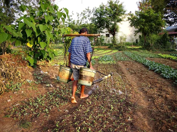 Un fermier apără plante vegetale la o fermă de legume . — Fotografie, imagine de stoc