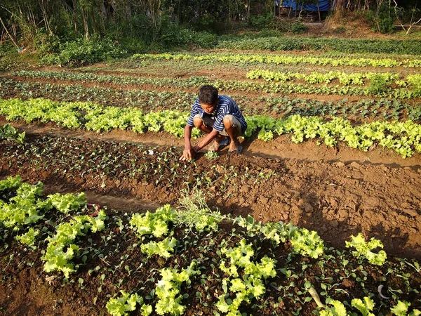 Un agricoltore pianta germogli di lattuga in una fattoria vegetale . — Foto Stock