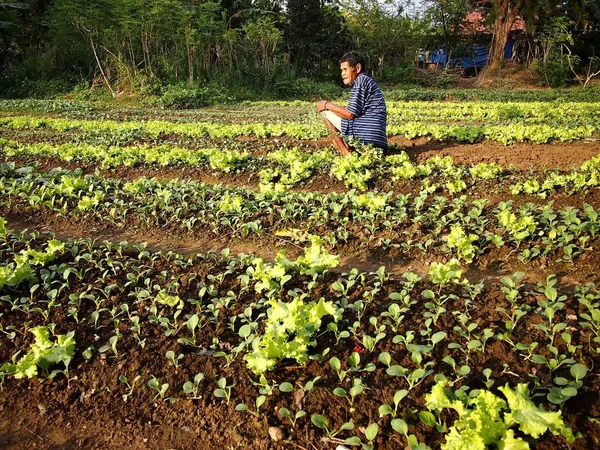 Un fermier plantează varză de salată la o fermă de legume . — Fotografie, imagine de stoc