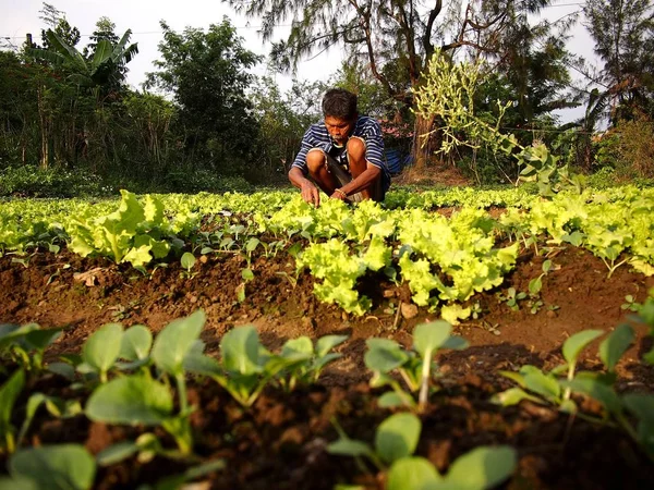 Un agricoltore pianta germogli di lattuga in una fattoria vegetale . — Foto Stock