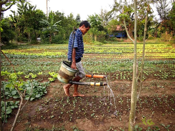 Akkerbouwer wateren groenteplanten op een plantaardige boerderij. — Stockfoto