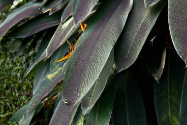 Taal Volkanı 'nın 12 Ocak 2020' deki volkanik patlamasının külleri.