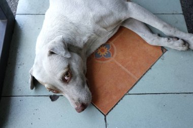 Köpek yerde yatar ve kameraya bakar.