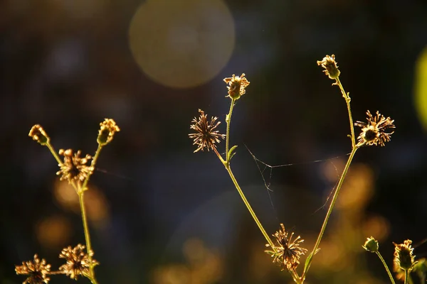Çiçek Bitkinin Güzel Güneş Işığıyla Yakın Fotoğrafını Çek — Stok fotoğraf