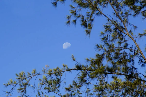 Photo of the moon during daytime and leaves of a tree