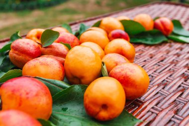 Turuncu sulu kayısı dalı.