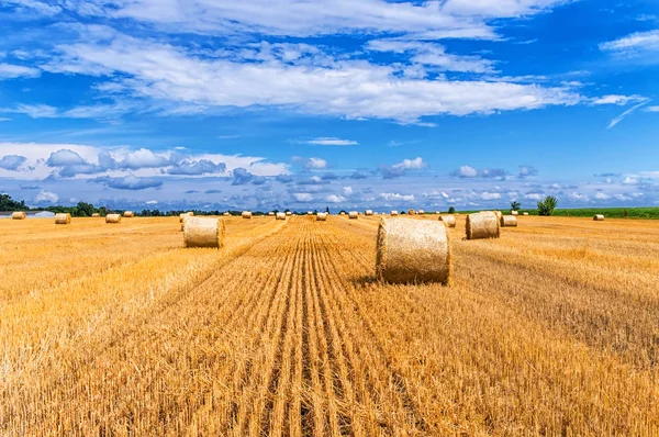 Saman balya hasat alanında.