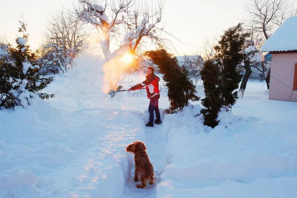 A white man with his dog is cleaning the snow with a shovel near the court in the evening.