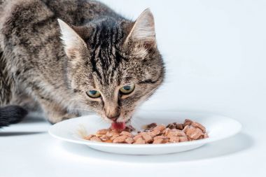 Gri tekir kedi kedi maması bir kaseden yemek.