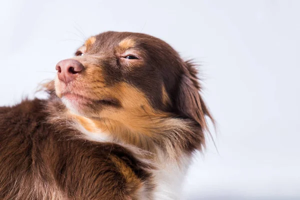 Bir şüpheli bakışla beyaz zemin üzerine kırmızı saçlı köpek. Doğrudan kameraya bak yönlendirilir.