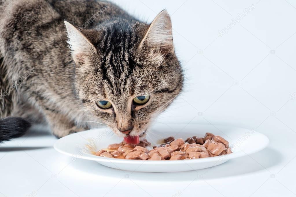 Gray Tabby Cat Eating Cat Food Bowl — Stock Photo © ssuravikin 183915640