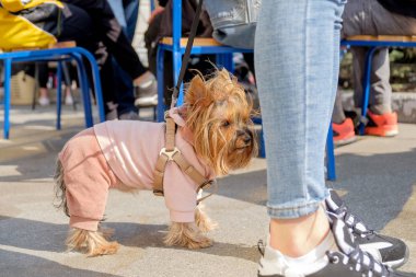 Biraz köpek tasmalı bir kız metrelik yakınındaki giyinmiş