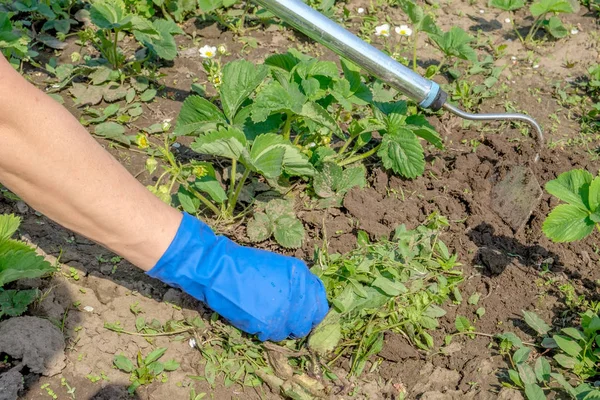 Kadın el otlar onun çilek yataklar çapa kullanarak kaldırın.