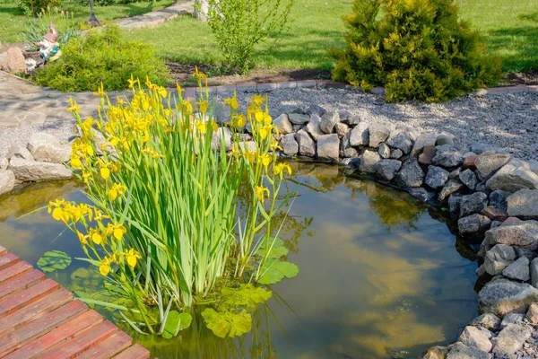 Iris Agua Amarilla Floreciente Estanque Jardín Falso —  Fotos de Stock