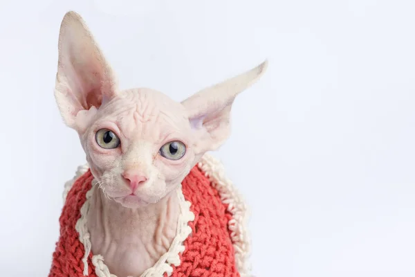 はげスフィンクス猫の肖像画。白い背景に2ヶ月の短い子猫。クローズアップビュー — ストック写真