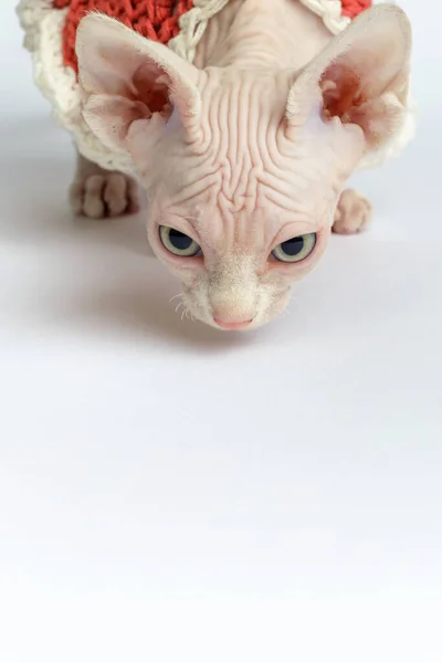 はげスフィンクス猫の肖像画。白い背景に2ヶ月の短い子猫。垂直方向 — ストック写真