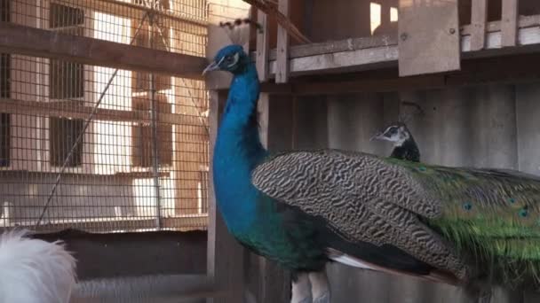 Varón Hembra Pavos Reales Domesticados Una Jaula Patio Privado Invierno — Vídeos de Stock