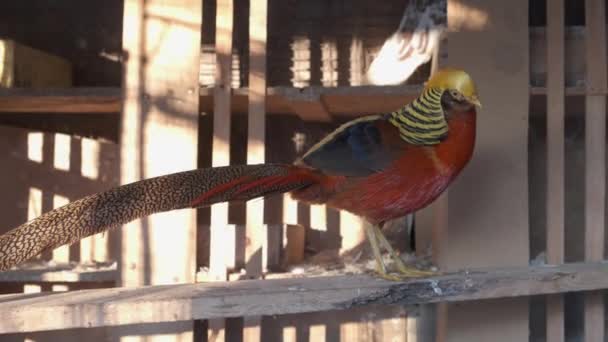 Gros Plan Faisan Doré Mâle Dans Une Cage Une Cour — Video