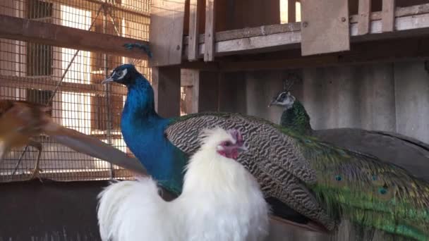 Male Female Domesticated Peacocks Cage Private Yard Winter Close Breeding — Stok video