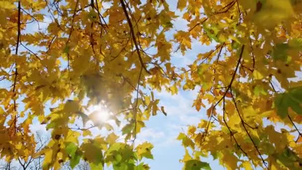 黄色のカエデの葉が風に揺れる 青い空に向かって 太陽の光が葉を通して輝きます 秋の暖かい晴れた日 — ストック動画