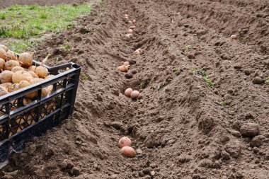 İlkbaharın başlarında kırda patates kozalakları ve yerde patatesler filizlenen plastik kutular. Mevsimlik işler, organik sebze yetiştirme, seçici odaklanma.