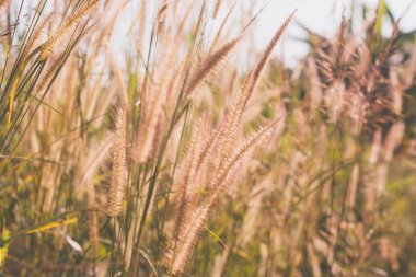 Cam çiçekler vintage etkisi