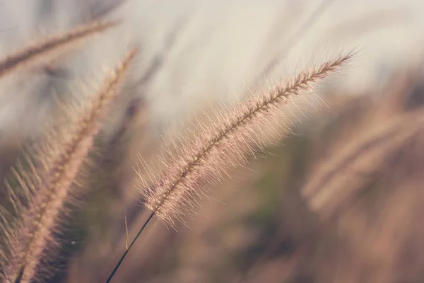 Cam çiçekler vintage etkisi