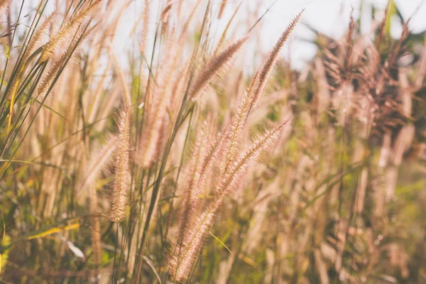 Cam çiçekler vintage etkisi